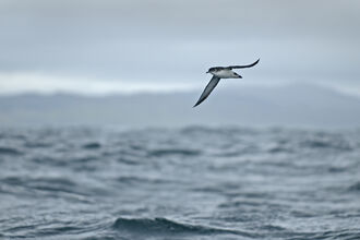 Manx shearwater soaring low over the sea, with a cloudy sky visible above it