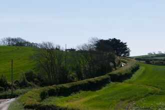 Hedgerow
