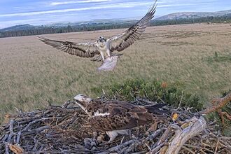 #FoulshawOspreys