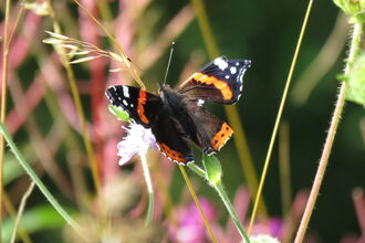 A red admiral butterfly perched on vegetation.