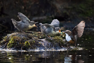 Dipper feeding two chicks on river bank, beaks open, all flapping wings