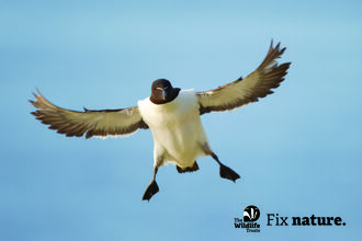 Bird flying coming into land