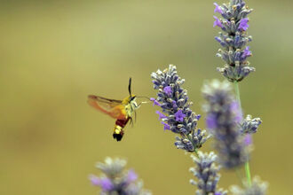 Broad-bordered Bee Hawk-moth
