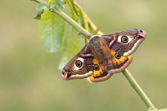 A male emperor moth resting on a branch. It's a large moth with bright orange hindwings. Each of its four wings has a large eyespot and it has feathery antennae