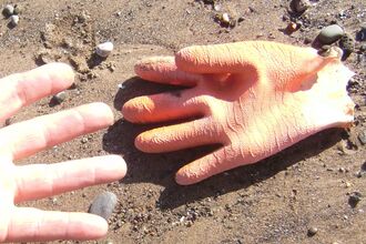 old fisherman's deck glove