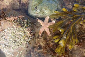 marine survey