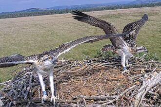 #FoulshawOspreys wing exercising