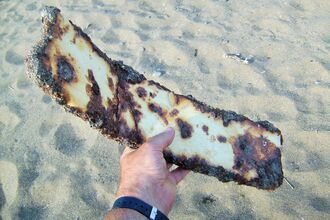 Old piece of iron recovered from the beach