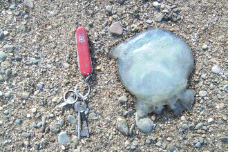 small Jelly fish washed up, makes a change