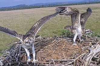 #FoulshawOspreys Migration Banner Photo