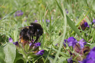 A bumblebee is feeding on a purple flower - self heal - on a garden lawn left unmown