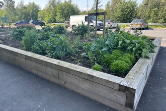 raised vegetable bed planted at South Carlisle Health Care