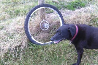 A bicycle wheel found on the beach