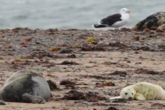 Grey seal and pup on beach at South Walney Nature Reserve
