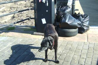 Waste spoils of the day including a car tyre
