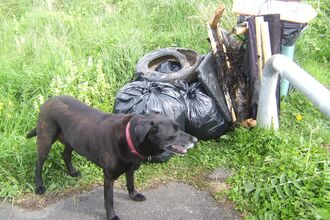 Dog guarding lots of beach rubbish