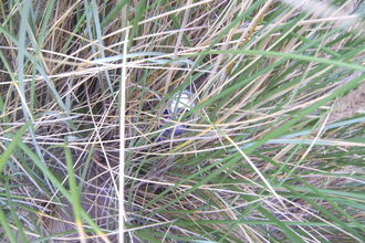 Old cans hiding in the dunes