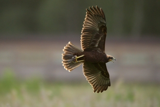 Marsh harrier