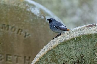 Black redstart