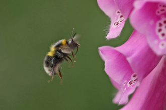 Bumblebee and foxglove