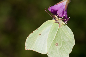 brimstone butterfly on a purple flower copyright Vaughn Matthews