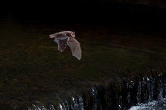 Daubentons Bat