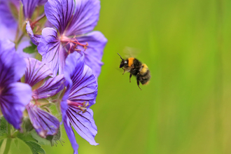 Early bumblebee