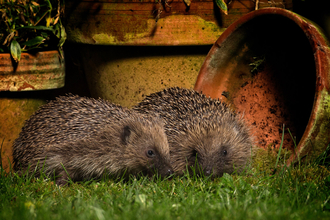 Two Hedgehogs in a garden near flower pots