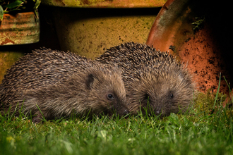 Two Hedgehogs in a garden near flower pots