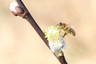 Honeybee on willow blossom - copyright Vaughn Matthews