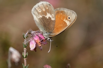 Large heath butterfly