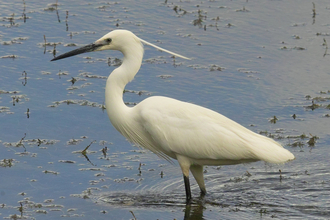 Little Egret