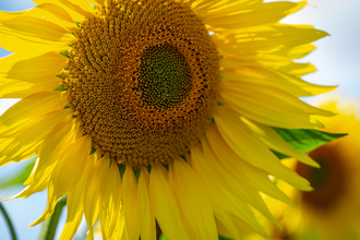 Sunflowers at Vine House Farm © Matthew Roberts