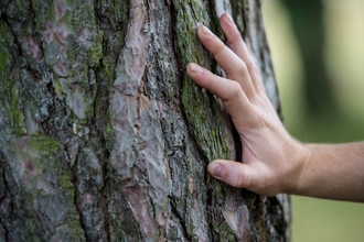 tree bark