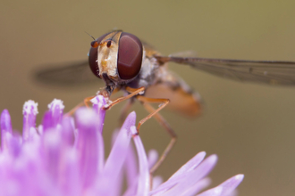 Hoverfly near flower © Chris Lawrence