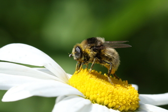 Pollinator on daisy c Vaughn Matthews 