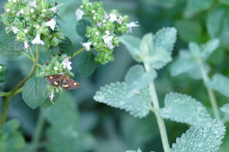 Mint moth on wild marjoram