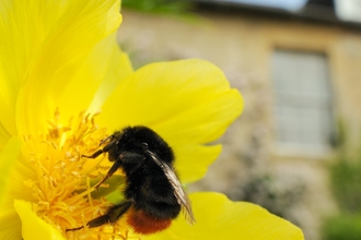 Red tailed bumble bee on garden flower