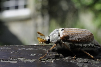 Common cockchafer by Nick Upton/2020VISION