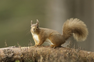 A red squirrel standing on a tree branch