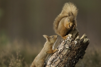 Two Red squirrels jumping in scots pine forest © Peter Cairns/2020VISION
