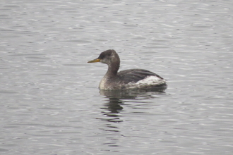 A red-necked grebe in its dusky winter plumage, drifting along a lake