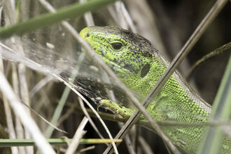 sand lizard