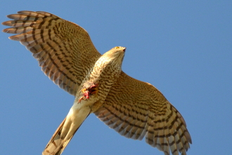 Sparrowhawk in flight showing underwings | copyright Adam Jones
