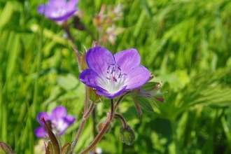 A purple flower in front of green foliage
