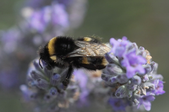 White-tailed bumblebee © Derek Moore