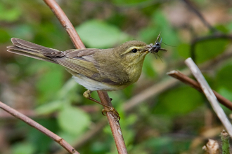 Willow warbler