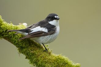 Pied fly catcher