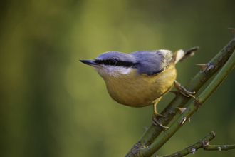 Nuthatch Neil Aldridge Wildnet