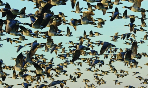 image of Barnacle geese flock flying -copyright Nigel Voaden